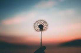 mindfulness flower