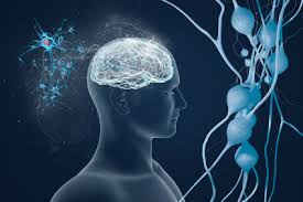 neuroscience