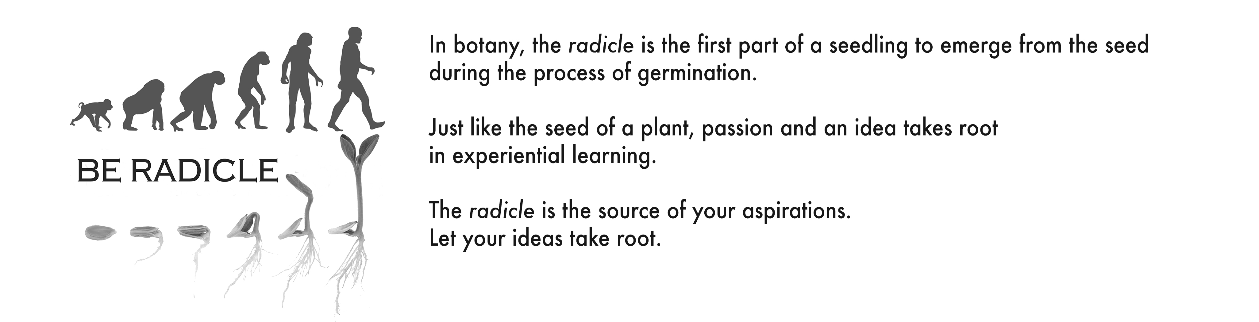 radicle banner