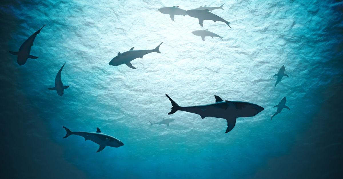 shark tank